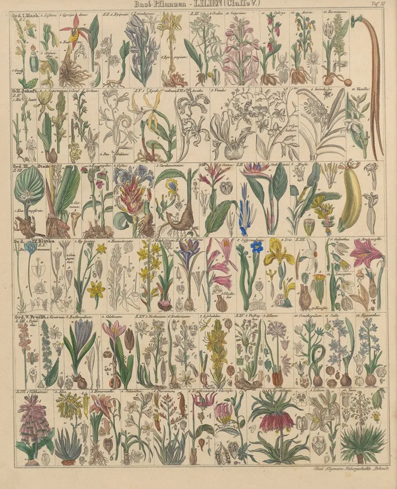 Abbildungen Zu Okens Allgemeiner Naturgeschichte Fur Alle Stande Pl 012 Wall Art by Lorenz Oken - High-Resolution Digital Print