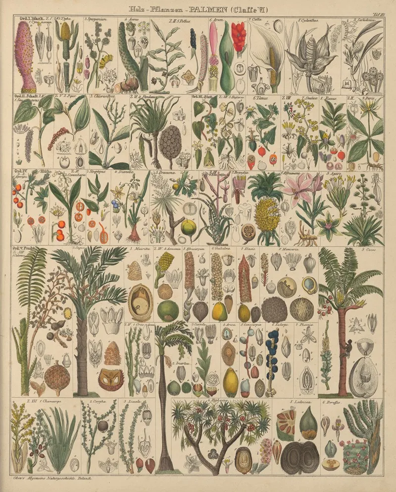 Abbildungen Zu Okens Allgemeiner Naturgeschichte Fur Alle Stande Pl 013 Wall Art by Lorenz Oken - High-Resolution Digital Print