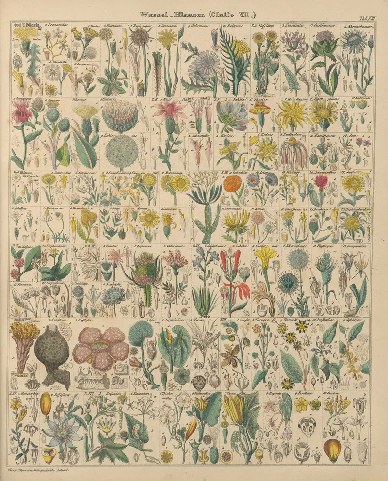 Abbildungen Zu Okens Allgemeiner Naturgeschichte Fur Alle Stande Pl 014 Wall Art by Lorenz Oken - High-Resolution Digital Print