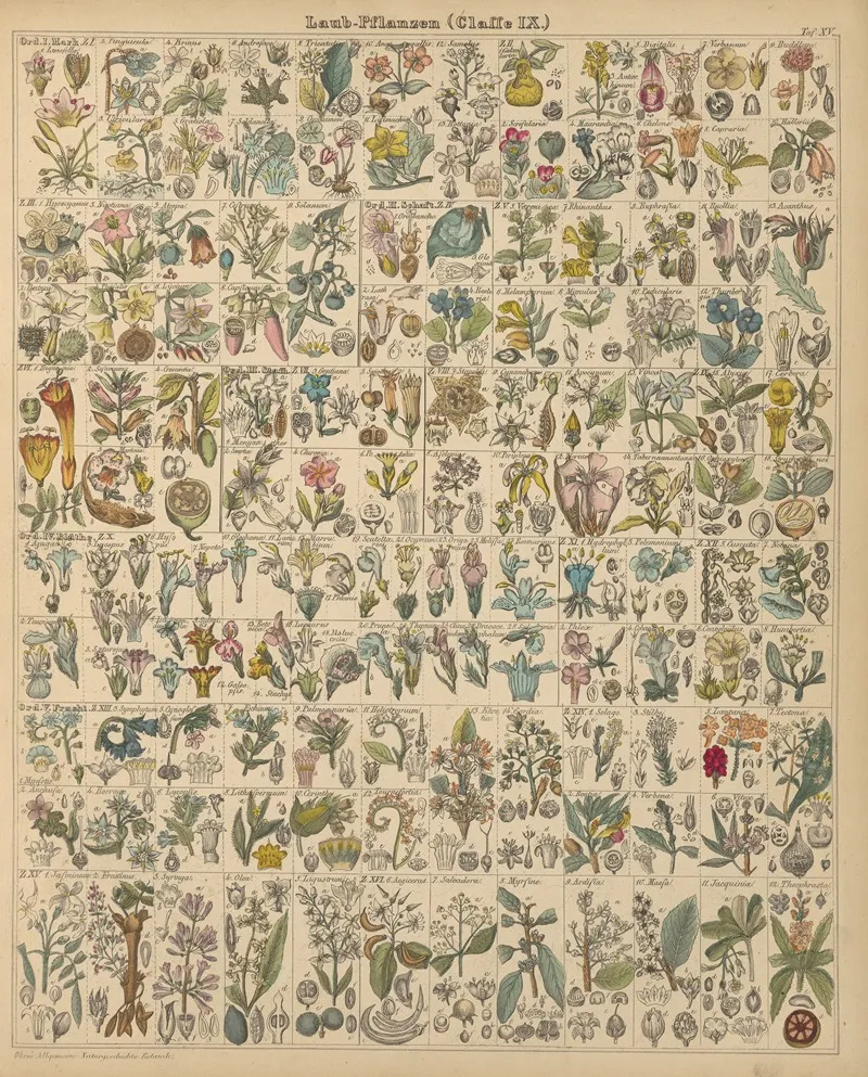 Abbildungen Zu Okens Allgemeiner Naturgeschichte Fur Alle Stande Pl 016 Wall Art by Lorenz Oken - High-Resolution Digital Print
