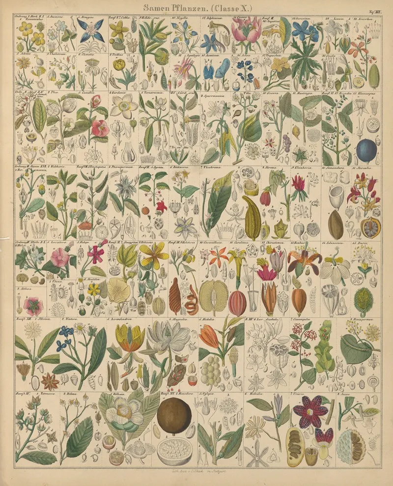 Abbildungen Zu Okens Allgemeiner Naturgeschichte Fur Alle Stande Pl 017 Wall Art by Lorenz Oken - High-Resolution Digital Print