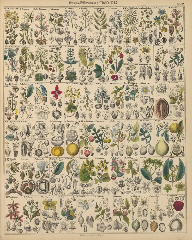 Abbildungen Zu Okens Allgemeiner Naturgeschichte Fur Alle Stande Pl 018 Wall Art by Lorenz Oken - High-Resolution Digital Print