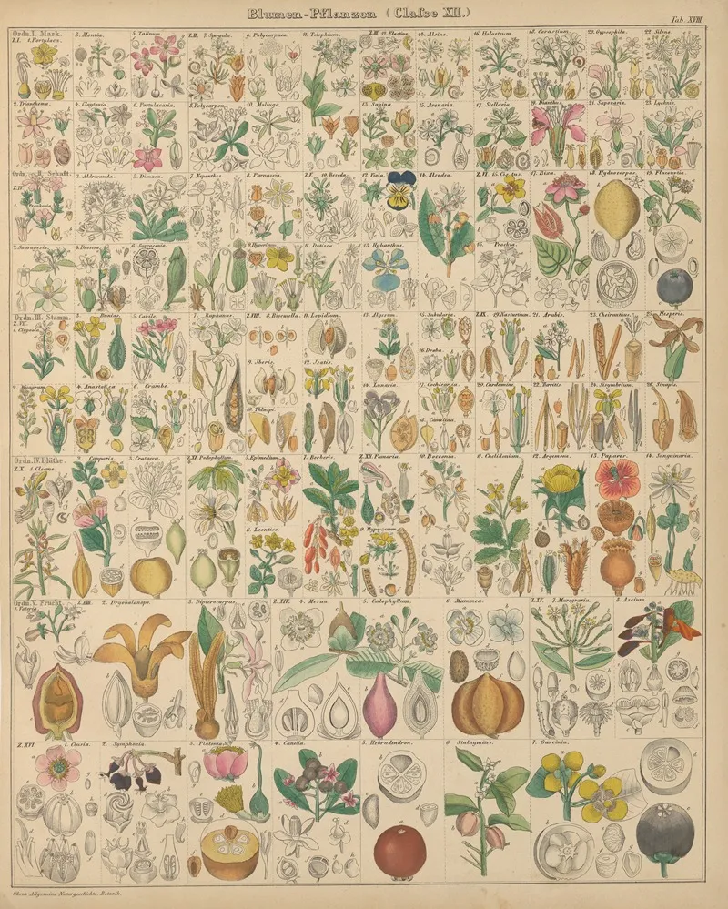Abbildungen Zu Okens Allgemeiner Naturgeschichte Fur Alle Stande Pl 019 Wall Art by Lorenz Oken - High-Resolution Digital Print