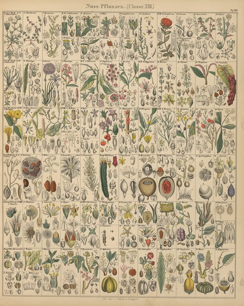 Abbildungen Zu Okens Allgemeiner Naturgeschichte Fur Alle Stande Pl 020 Wall Art by Lorenz Oken - High-Resolution Digital Print
