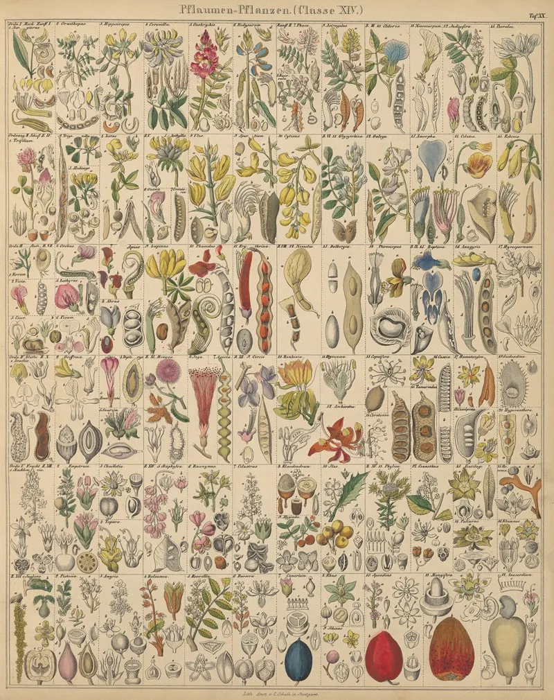 Abbildungen Zu Okens Allgemeiner Naturgeschichte Fur Alle Stande Pl 021 Wall Art by Lorenz Oken - High-Resolution Digital Print