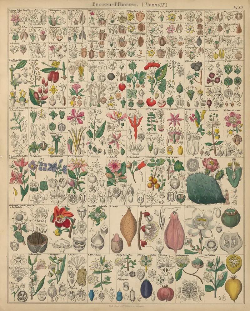 Abbildungen Zu Okens Allgemeiner Naturgeschichte Fur Alle Stande Pl 022 Wall Art by Lorenz Oken - High-Resolution Digital Print