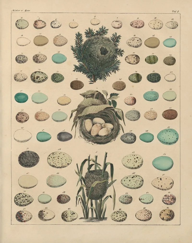 Abbildungen Zu Okens Allgemeiner Naturgeschichte Fur Alle Stande Pl 024 Wall Art by Lorenz Oken - High-Resolution Digital Print