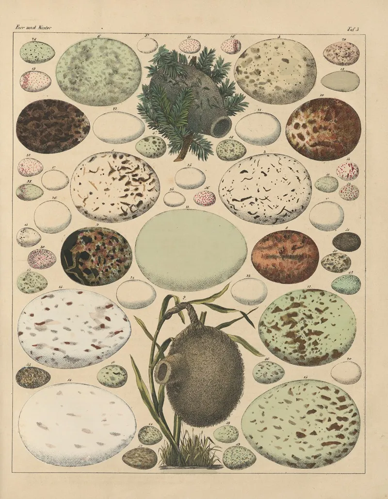 Abbildungen Zu Okens Allgemeiner Naturgeschichte Fur Alle Stande Pl 026 Wall Art by Lorenz Oken - High-Resolution Digital Print