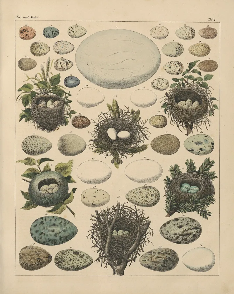 Abbildungen Zu Okens Allgemeiner Naturgeschichte Fur Alle Stande Pl 027 Wall Art by Lorenz Oken - High-Resolution Digital Print
