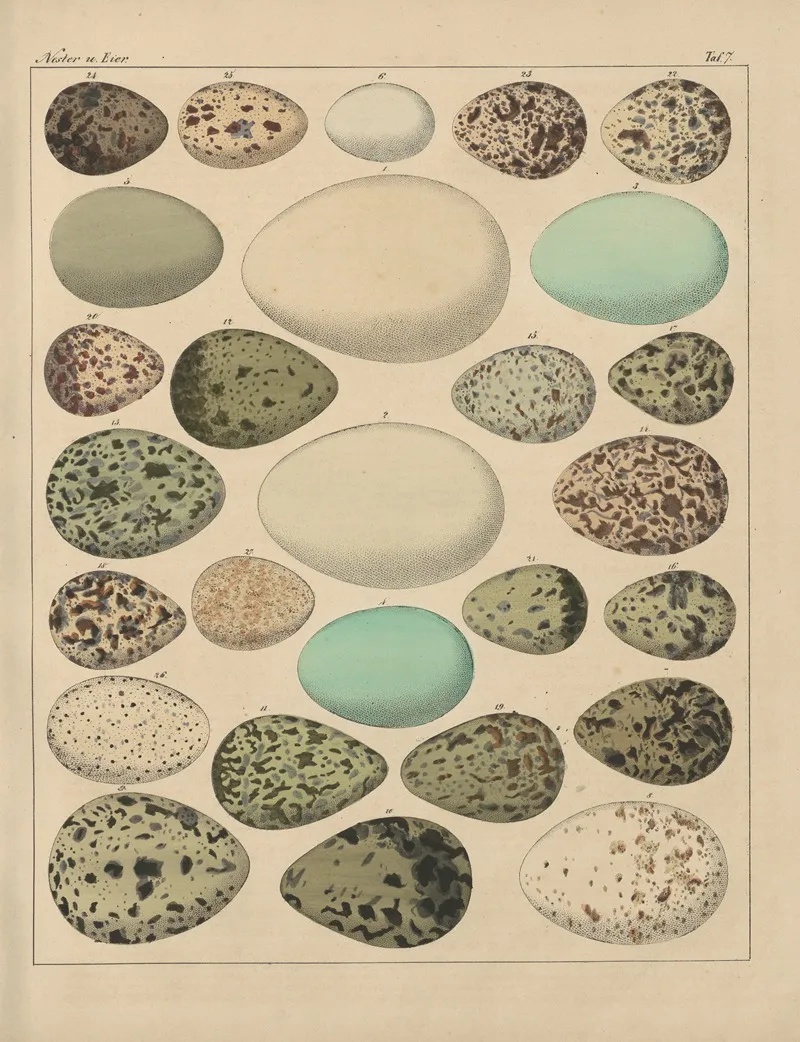 Abbildungen Zu Okens Allgemeiner Naturgeschichte Fur Alle Stande Pl 030 Wall Art by Lorenz Oken - High-Resolution Digital Print