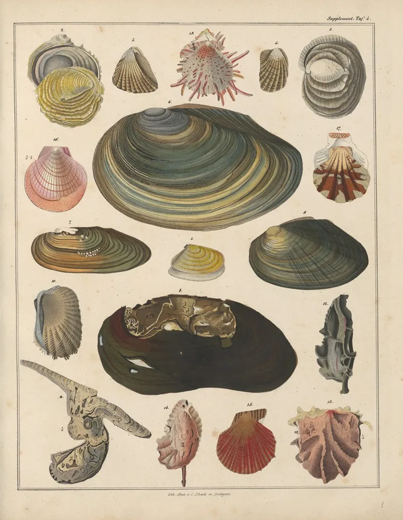 Abbildungen Zu Okens Allgemeiner Naturgeschichte Fur Alle Stande Pl 034 Wall Art by Lorenz Oken - High-Resolution Digital Print