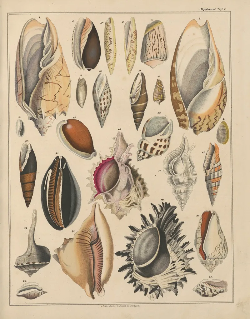 Abbildungen Zu Okens Allgemeiner Naturgeschichte Fur Alle Stande Pl 035 Wall Art by Lorenz Oken - High-Resolution Digital Print