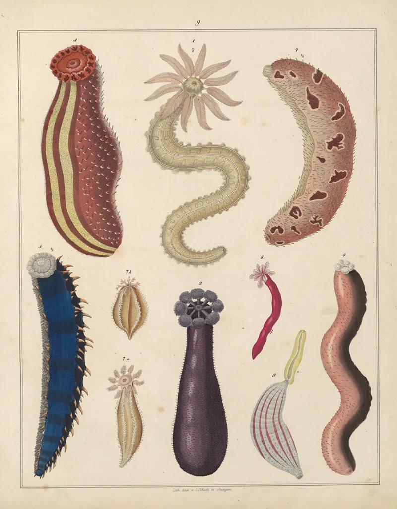 Abbildungen Zu Okens Allgemeiner Naturgeschichte Fur Alle Stande Pl 036 Wall Art by Lorenz Oken - High-Resolution Digital Print