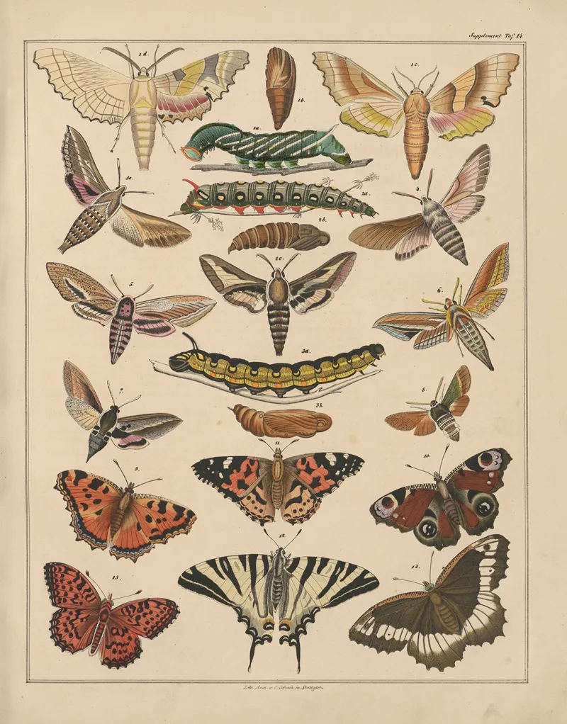 Abbildungen Zu Okens Allgemeiner Naturgeschichte Fur Alle Stande Pl 037 Wall Art by Lorenz Oken - High-Resolution Digital Print