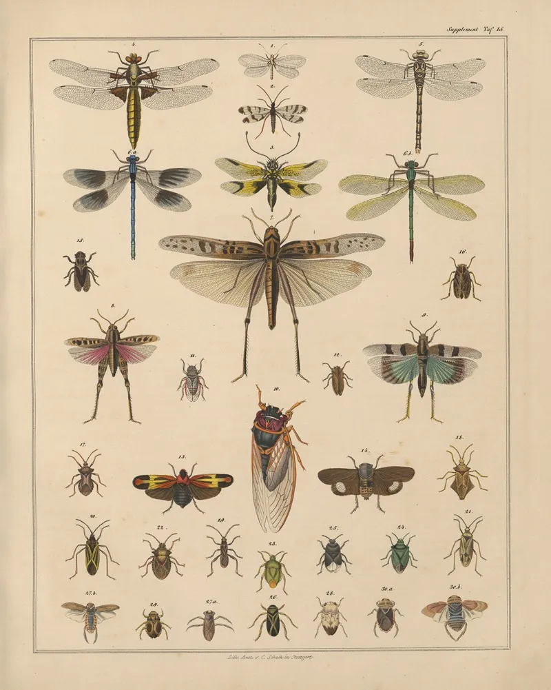 Abbildungen Zu Okens Allgemeiner Naturgeschichte Fur Alle Stande Pl 038 Wall Art by Lorenz Oken - High-Resolution Digital Print