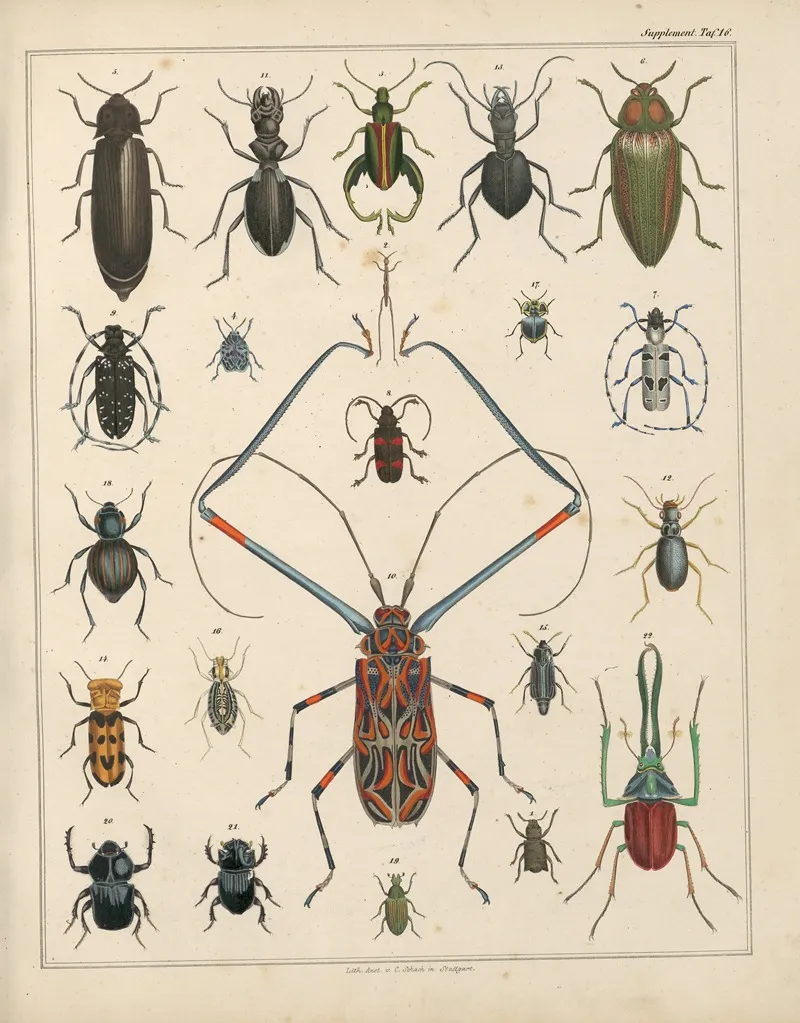 Abbildungen Zu Okens Allgemeiner Naturgeschichte Fur Alle Stande Pl 039 Wall Art by Lorenz Oken - High-Resolution Digital Print