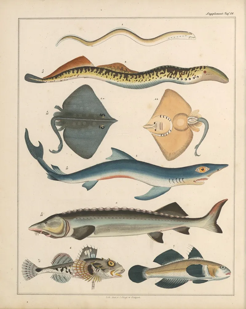 Abbildungen Zu Okens Allgemeiner Naturgeschichte Fur Alle Stande Pl 040 Wall Art by Lorenz Oken - High-Resolution Digital Print