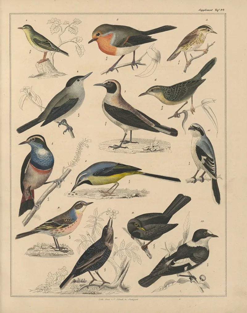 Abbildungen Zu Okens Allgemeiner Naturgeschichte Fur Alle Stande Pl 041 Wall Art by Lorenz Oken - High-Resolution Digital Print