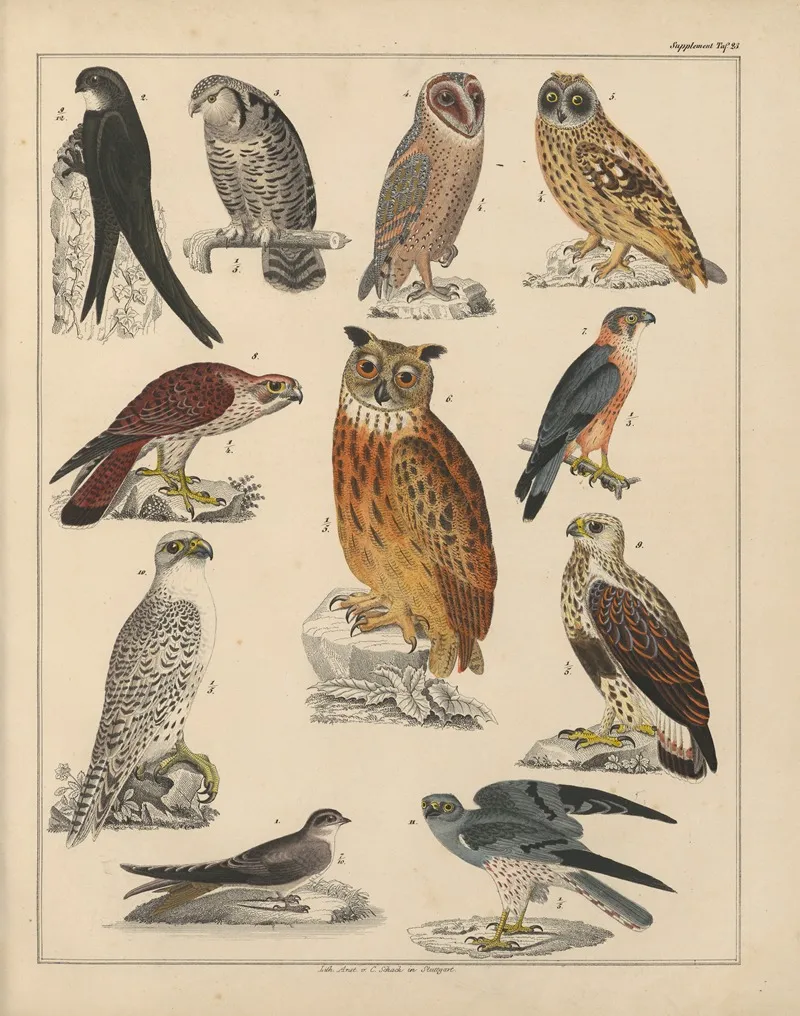 Abbildungen Zu Okens Allgemeiner Naturgeschichte Fur Alle Stande Pl 042 Wall Art by Lorenz Oken - High-Resolution Digital Print