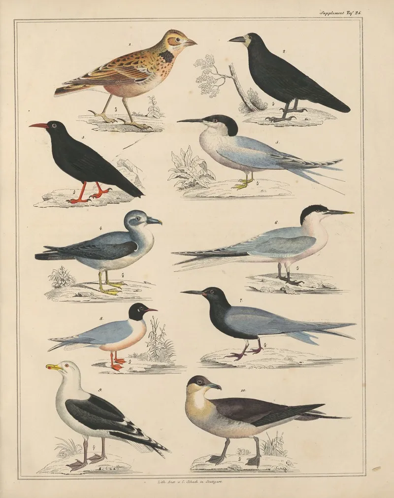 Abbildungen Zu Okens Allgemeiner Naturgeschichte Fur Alle Stande Pl 043 Wall Art by Lorenz Oken - High-Resolution Digital Print