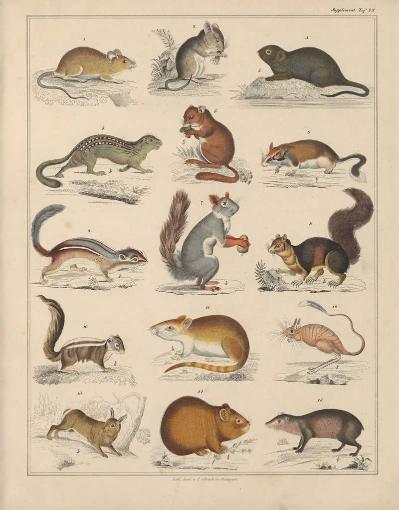 Abbildungen Zu Okens Allgemeiner Naturgeschichte Fur Alle Stande Pl 044 Wall Art by Lorenz Oken - High-Resolution Digital Print