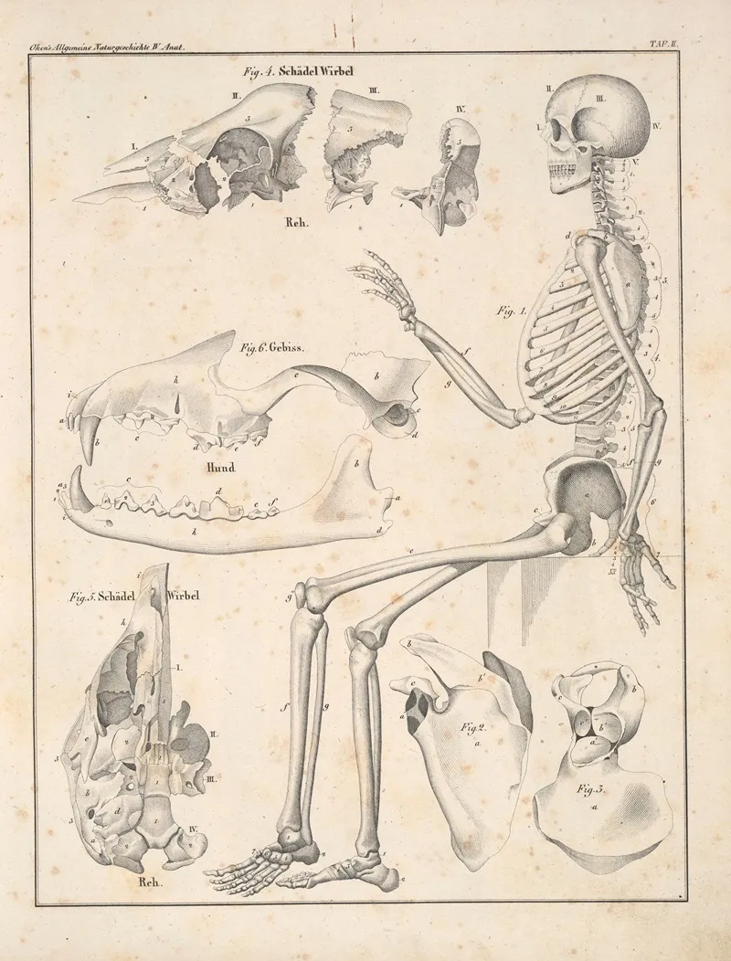 Abbildungen Zu Okens Allgemeiner Naturgeschichte Fur Alle Stande Pl 048 Wall Art by Lorenz Oken - High-Resolution Digital Print
