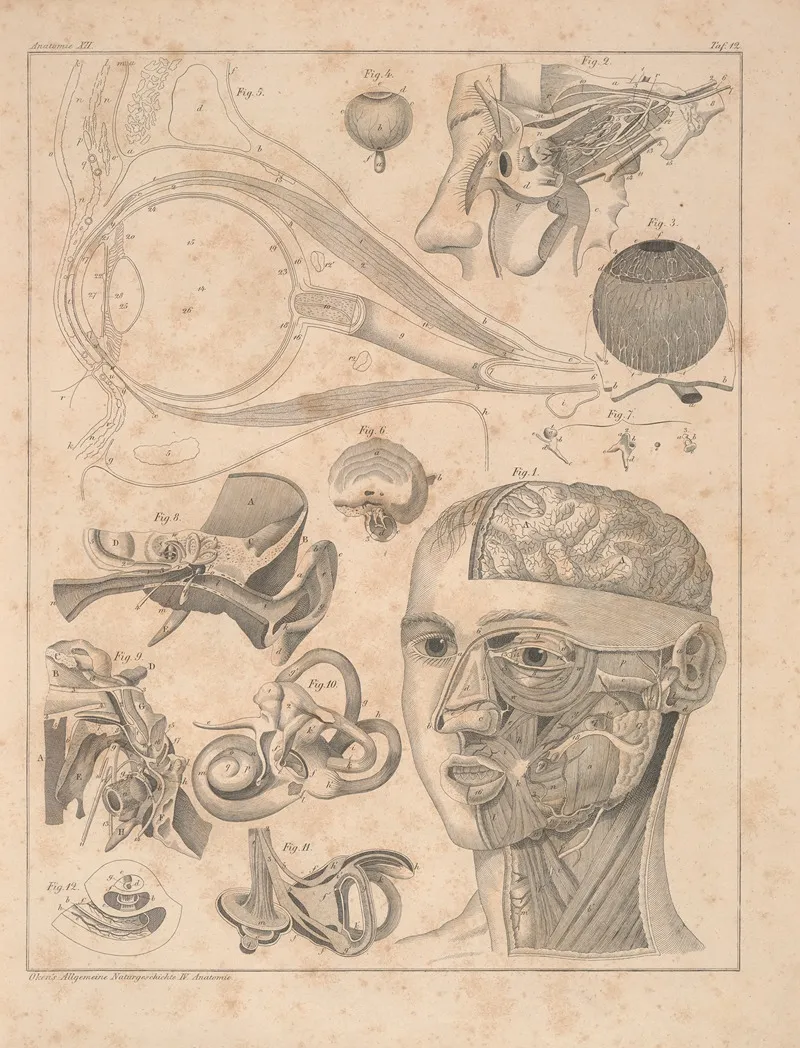Abbildungen Zu Okens Allgemeiner Naturgeschichte Fur Alle Stande Pl 058 Wall Art by Lorenz Oken - High-Resolution Digital Print