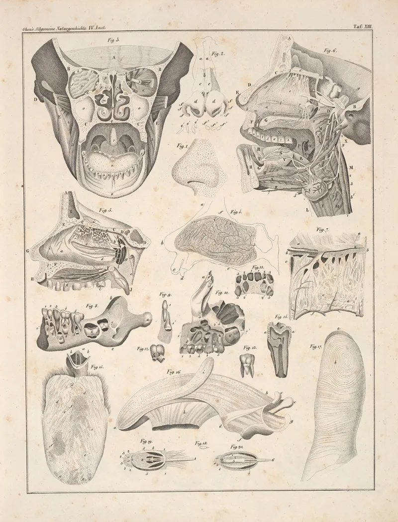 Abbildungen Zu Okens Allgemeiner Naturgeschichte Fur Alle Stande Pl 059 Wall Art by Lorenz Oken - High-Resolution Digital Print