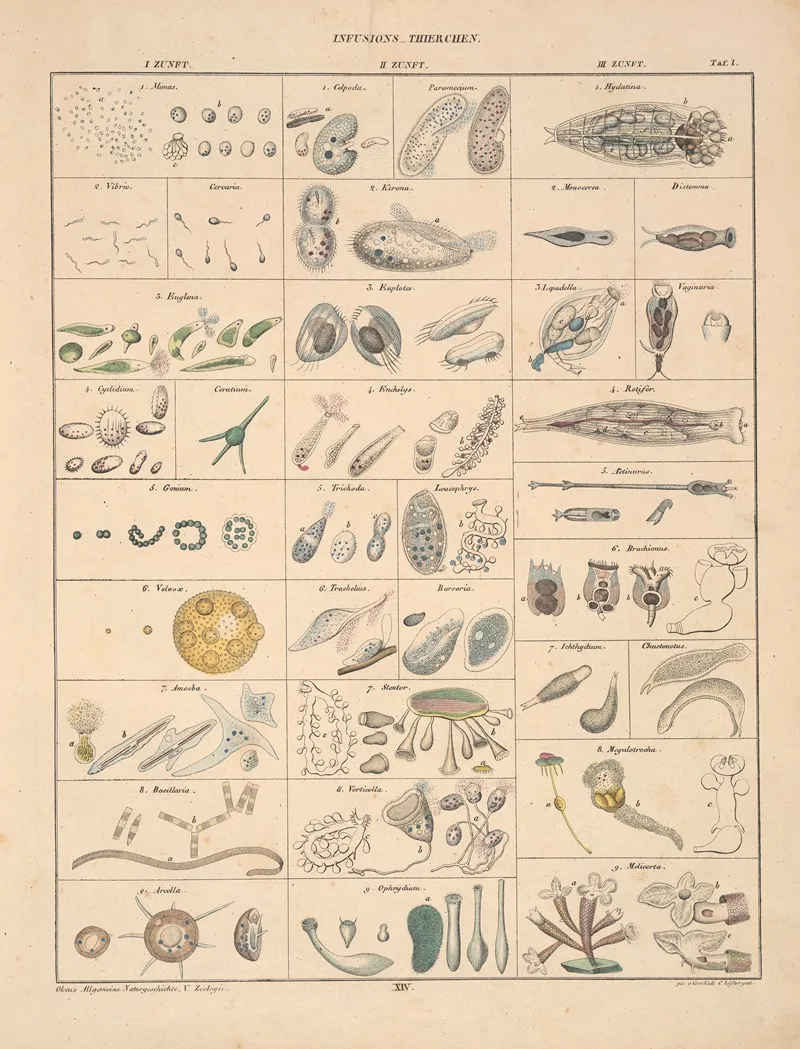 Abbildungen Zu Okens Allgemeiner Naturgeschichte Fur Alle Stande Pl 060 Wall Art by Lorenz Oken - High-Resolution Digital Print