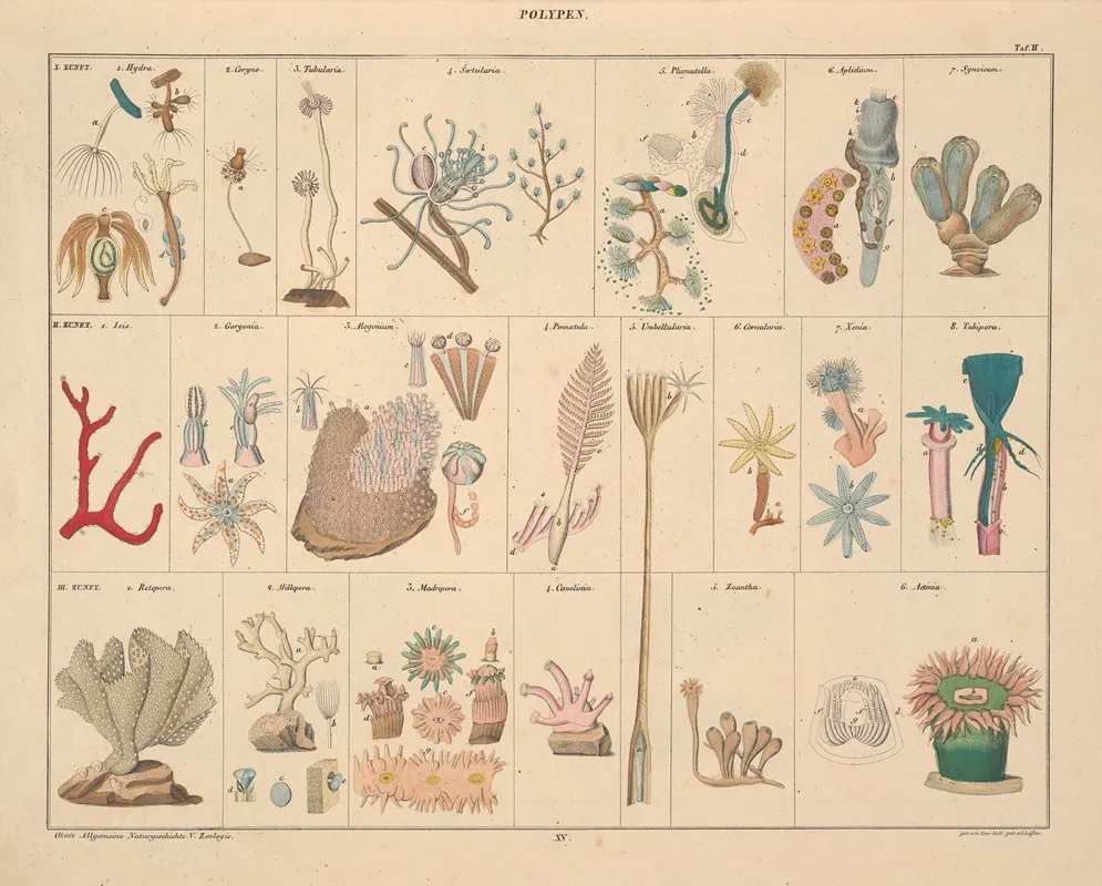Abbildungen Zu Okens Allgemeiner Naturgeschichte Fur Alle Stande Pl 061 Wall Art by Lorenz Oken - High-Resolution Digital Print