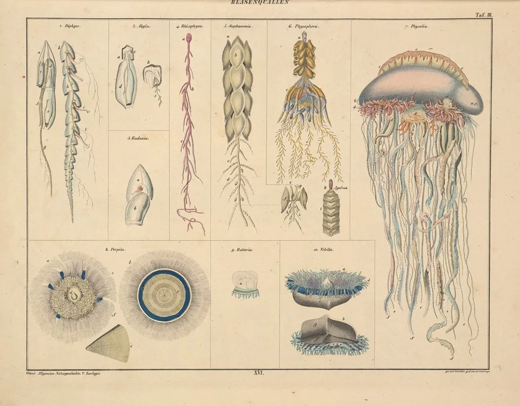 Abbildungen Zu Okens Allgemeiner Naturgeschichte Fur Alle Stande Pl 062 Wall Art by Lorenz Oken - High-Resolution Digital Print