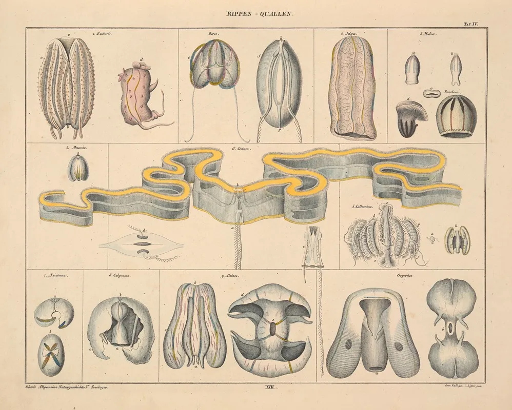 Abbildungen Zu Okens Allgemeiner Naturgeschichte Fur Alle Stande Pl 063 Wall Art by Lorenz Oken - High-Resolution Digital Print
