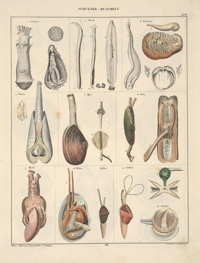Abbildungen Zu Okens Allgemeiner Naturgeschichte Fur Alle Stande Pl 065 Wall Art by Lorenz Oken - High-Resolution Digital Print