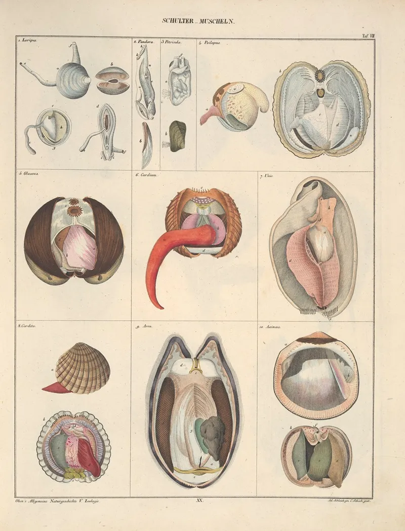 Abbildungen Zu Okens Allgemeiner Naturgeschichte Fur Alle Stande Pl 066 Wall Art by Lorenz Oken - High-Resolution Digital Print
