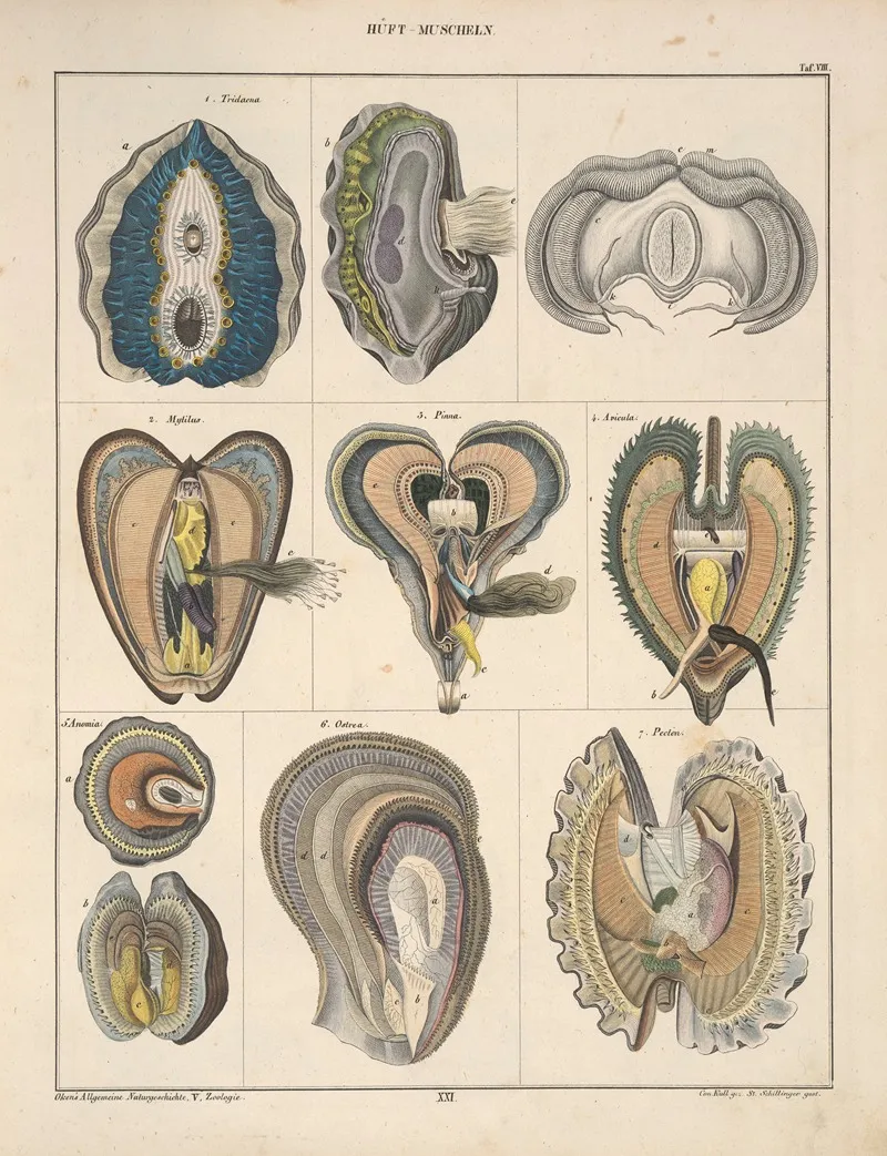 Abbildungen Zu Okens Allgemeiner Naturgeschichte Fur Alle Stande Pl 067 Wall Art by Lorenz Oken - High-Resolution Digital Print