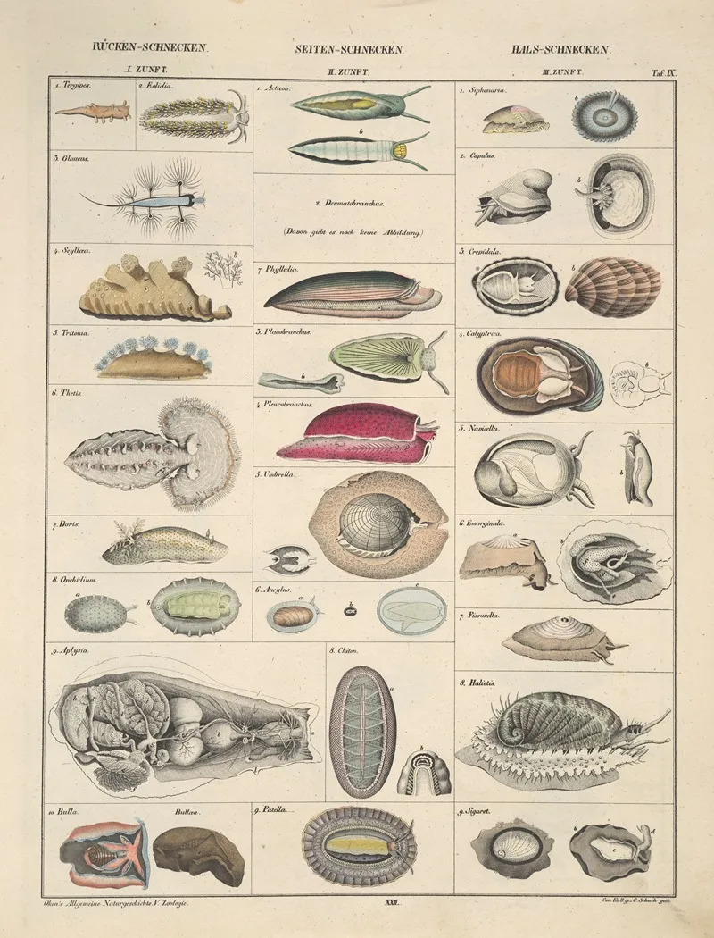 Abbildungen Zu Okens Allgemeiner Naturgeschichte Fur Alle Stande Pl 068 Wall Art by Lorenz Oken - High-Resolution Digital Print