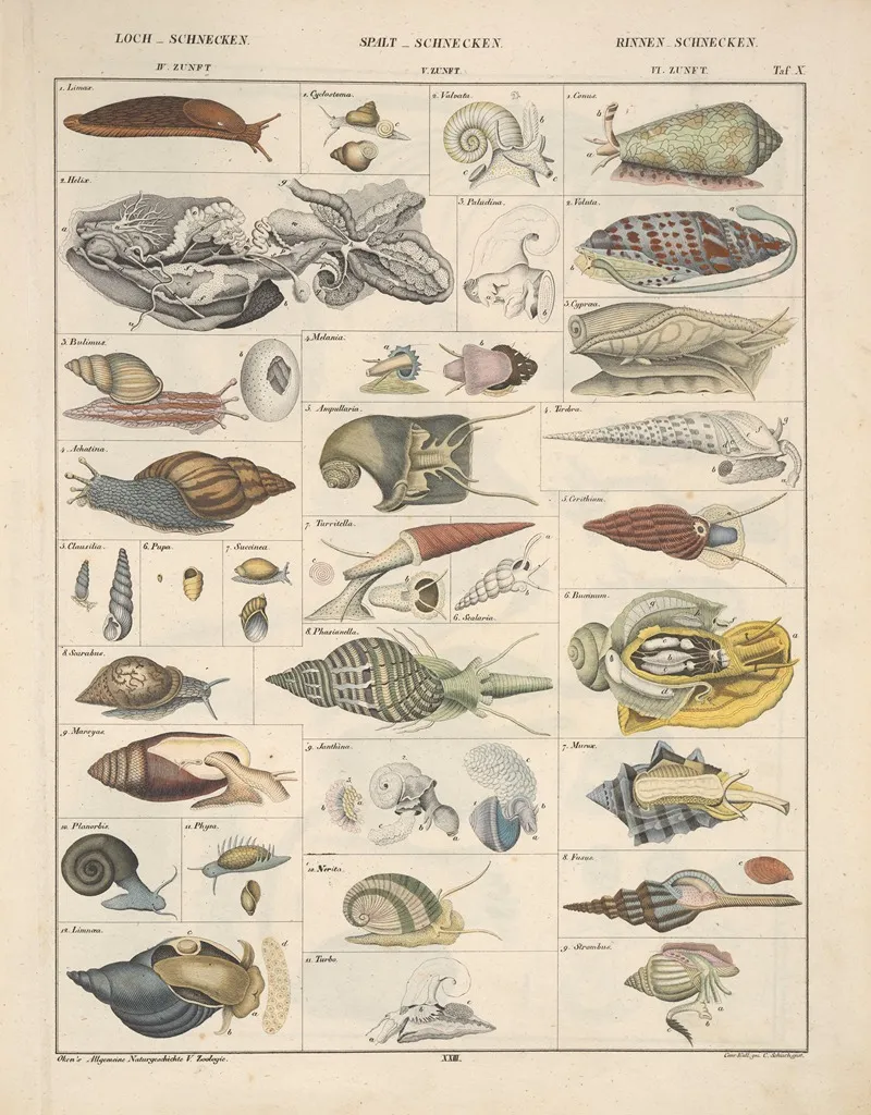 Abbildungen Zu Okens Allgemeiner Naturgeschichte Fur Alle Stande Pl 069 Wall Art by Lorenz Oken - High-Resolution Digital Print