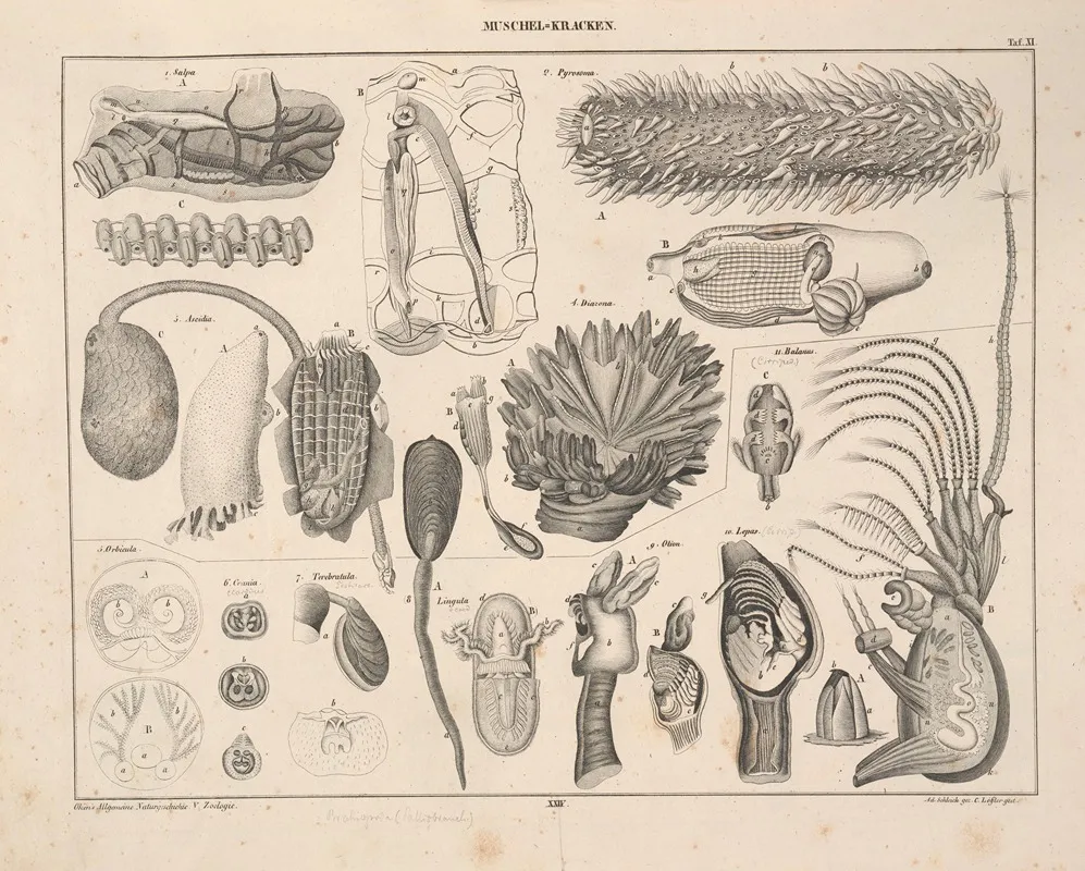 Abbildungen Zu Okens Allgemeiner Naturgeschichte Fur Alle Stande Pl 070 Wall Art by Lorenz Oken - High-Resolution Digital Print