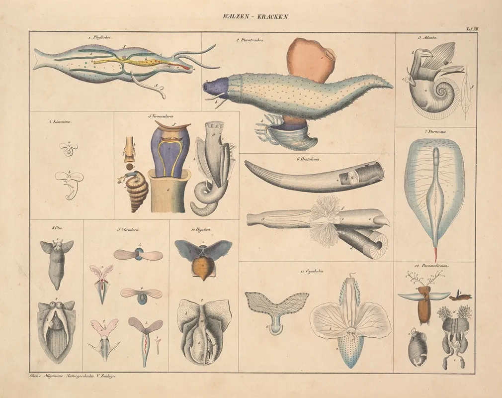 Abbildungen Zu Okens Allgemeiner Naturgeschichte Fur Alle Stande Pl 071 Wall Art by Lorenz Oken - High-Resolution Digital Print