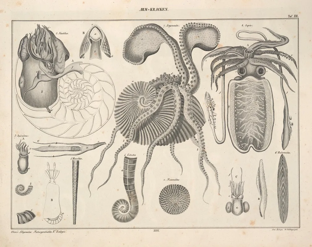 Abbildungen Zu Okens Allgemeiner Naturgeschichte Fur Alle Stande Pl 072 Wall Art by Lorenz Oken - High-Resolution Digital Print