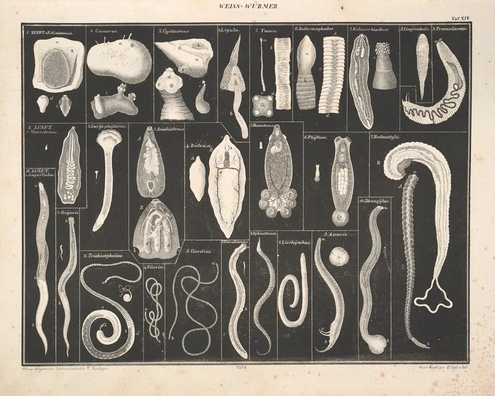 Abbildungen Zu Okens Allgemeiner Naturgeschichte Fur Alle Stande Pl 073 Wall Art by Lorenz Oken - High-Resolution Digital Print