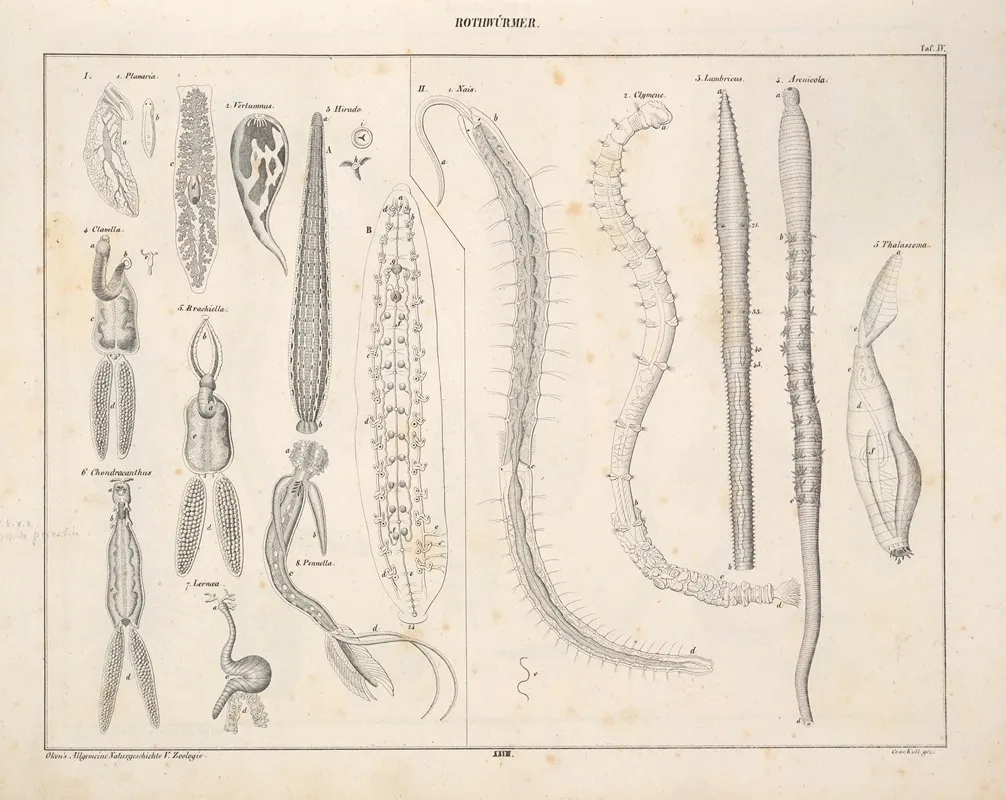 Abbildungen Zu Okens Allgemeiner Naturgeschichte Fur Alle Stande Pl 074 Wall Art by Lorenz Oken - High-Resolution Digital Print