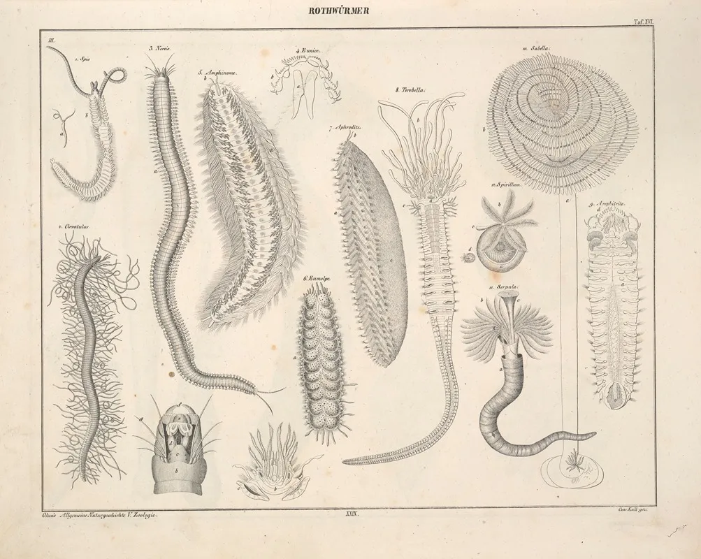 Abbildungen Zu Okens Allgemeiner Naturgeschichte Fur Alle Stande Pl 075 Wall Art by Lorenz Oken - High-Resolution Digital Print