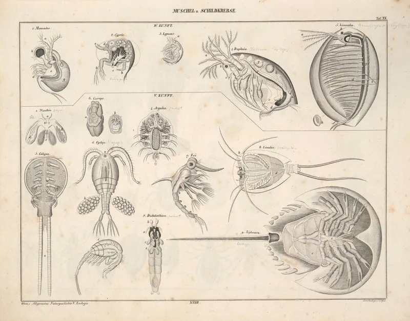 Abbildungen Zu Okens Allgemeiner Naturgeschichte Fur Alle Stande Pl 079 Wall Art by Lorenz Oken - High-Resolution Digital Print