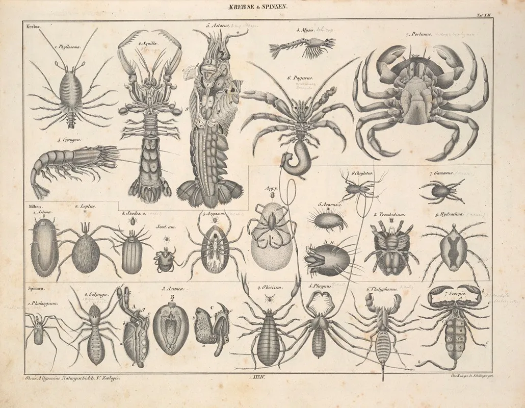 Abbildungen Zu Okens Allgemeiner Naturgeschichte Fur Alle Stande Pl 080 Wall Art by Lorenz Oken - High-Resolution Digital Print