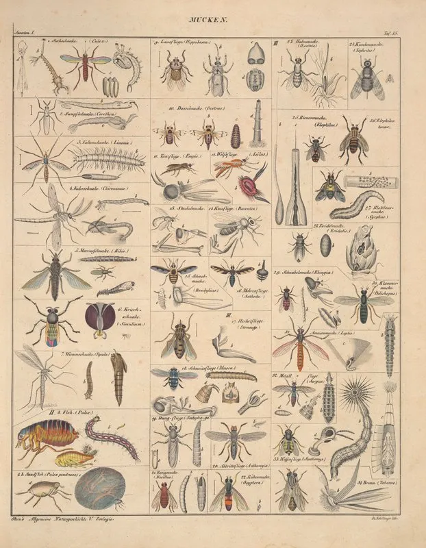 Abbildungen Zu Okens Allgemeiner Naturgeschichte Fur Alle Stande Pl 081 Wall Art by Lorenz Oken - High-Resolution Digital Print