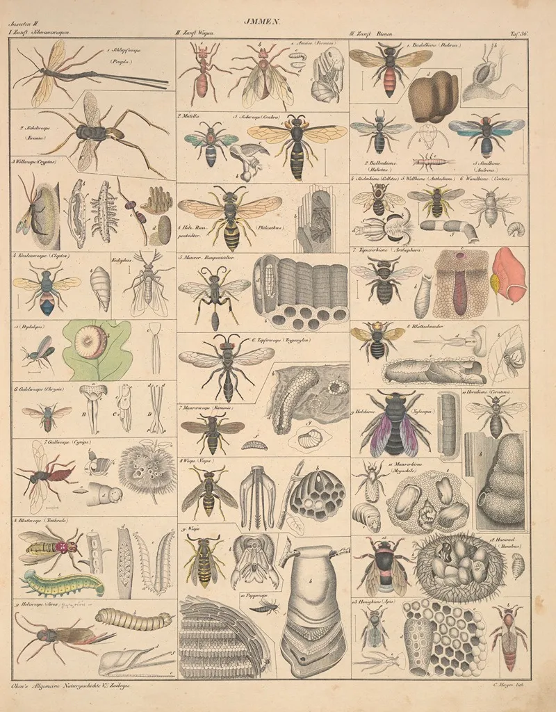 Abbildungen Zu Okens Allgemeiner Naturgeschichte Fur Alle Stande Pl 082 Wall Art by Lorenz Oken - High-Resolution Digital Print