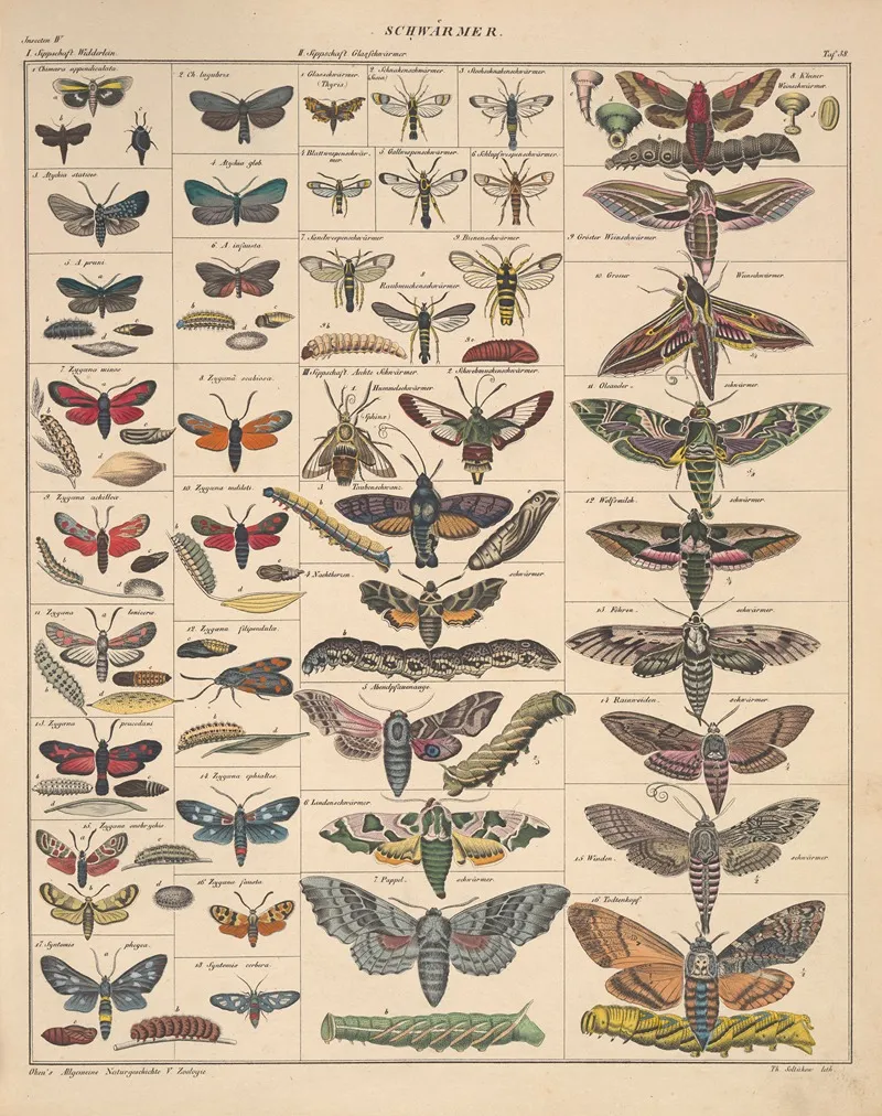 Abbildungen Zu Okens Allgemeiner Naturgeschichte Fur Alle Stande Pl 084 Wall Art by Lorenz Oken - High-Resolution Digital Print
