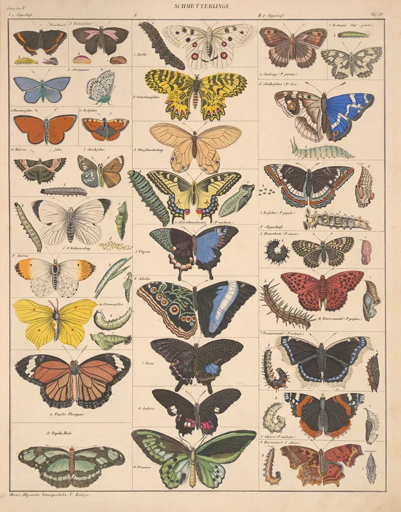 Abbildungen Zu Okens Allgemeiner Naturgeschichte Fur Alle Stande Pl 085 Wall Art by Lorenz Oken - High-Resolution Digital Print