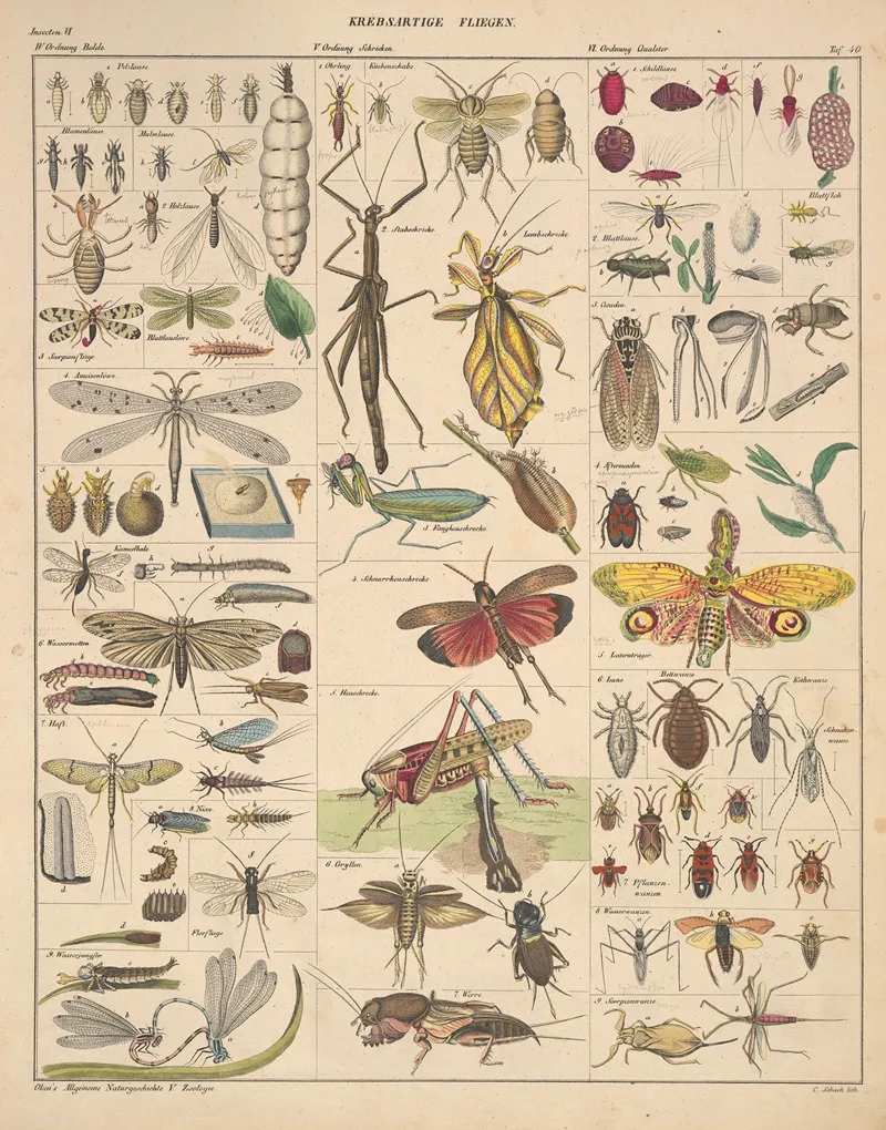 Abbildungen Zu Okens Allgemeiner Naturgeschichte Fur Alle Stande Pl 086 Wall Art by Lorenz Oken - High-Resolution Digital Print